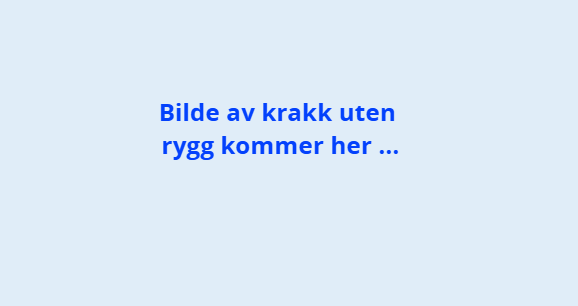 Krakk uten rygg